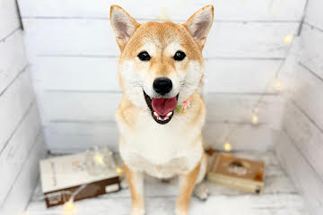 香川県の豆柴 (ワンキャラット アミーゴ屋島店/2025年9月20日生まれ/女の子/赤)の子犬