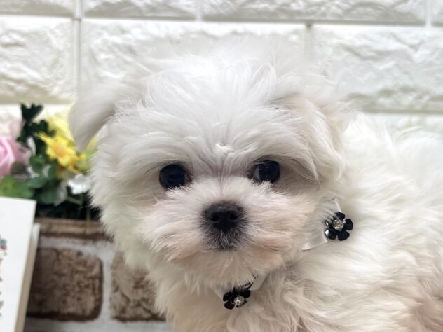 兵庫県のマルチーズ (ワンキャラット アミーゴ姫路花田店/2026年2月8日生まれ/男の子/ホワイト)の子犬の1枚目の画像