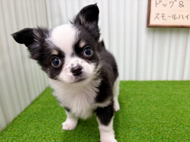 岡山県のチワワ(ロング) (アミーゴ倉敷店/2026年2月5日生まれ/男の子/ブラッククリームホワイト)の子犬の2枚目の画像