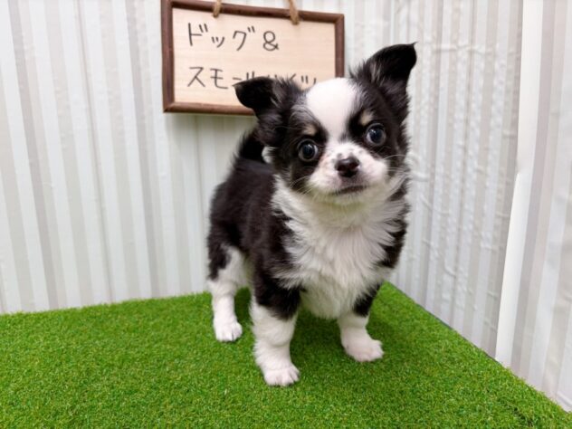 岡山県のチワワ(ロング) (アミーゴ倉敷店/2026年2月5日生まれ/男の子/ブラッククリームホワイト)の子犬の3枚目の画像