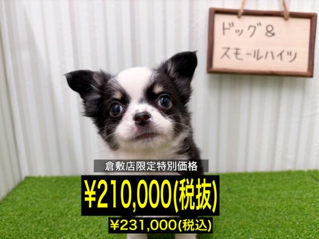 岡山県のチワワ(ロング) (アミーゴ倉敷店/2026年2月5日生まれ/男の子/ブラッククリームホワイト)の子犬の1枚目の画像