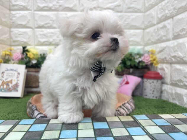 兵庫県のマルチーズ (ワンキャラット アミーゴ姫路花田店/2026年2月8日生まれ/男の子/ホワイト)の子犬の3枚目の画像