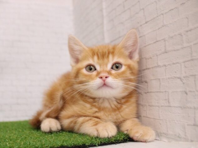 兵庫県のアメリカンショートヘアー (ペット・プラザ アミーゴつかしん店/2026年1月4日生まれ/男の子/レッドタビー)の子猫の2枚目の画像