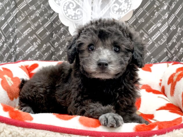 広島県のトイプードル(トイ) (アミーゴ宇品店/2026年1月26日生まれ/女の子/グレー)の子犬