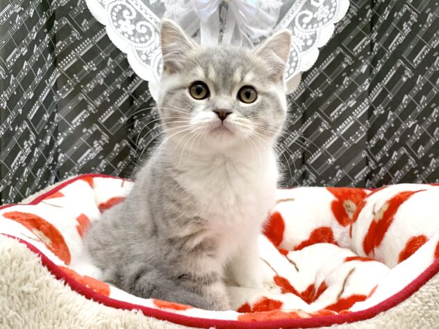 広島県のブリティッシュショートヘアー (アミーゴ宇品店/2026年1月12日生まれ/男の子/ブルータビーホワイト)の子猫