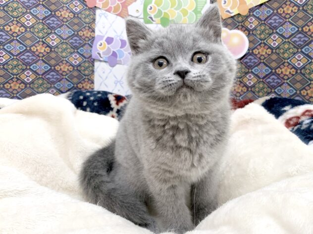 広島県のブリティッシュショートヘアー (アミーゴ宇品店/2026年2月1日生まれ/女の子/ブルー)の子猫