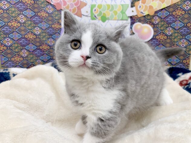 広島県のブリティッシュショートヘアー (アミーゴ宇品店/2026年2月1日生まれ/男の子/ブルーホワイト)の子猫の2枚目の画像