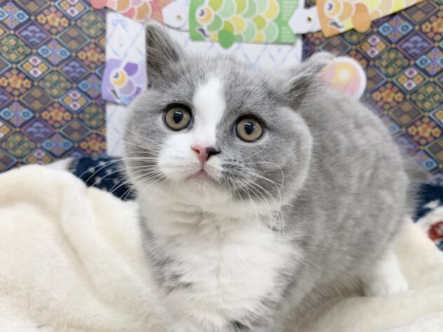 広島県のブリティッシュショートヘアー (アミーゴ宇品店/2026年2月1日生まれ/男の子/ブルーホワイト)の子猫の1枚目の画像