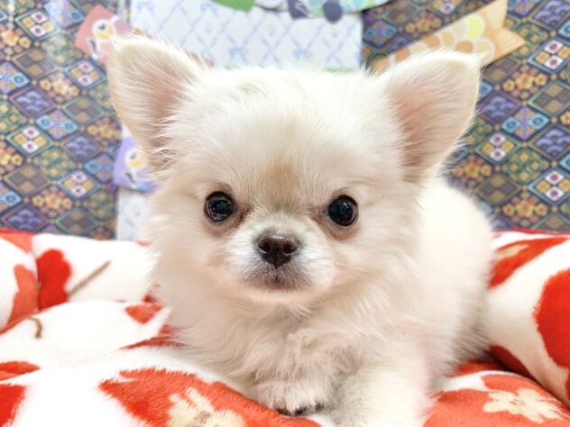 広島県のチワワ(ロング) (アミーゴ宇品店/2026年2月5日生まれ/女の子/クリーム)の子犬の1枚目の画像