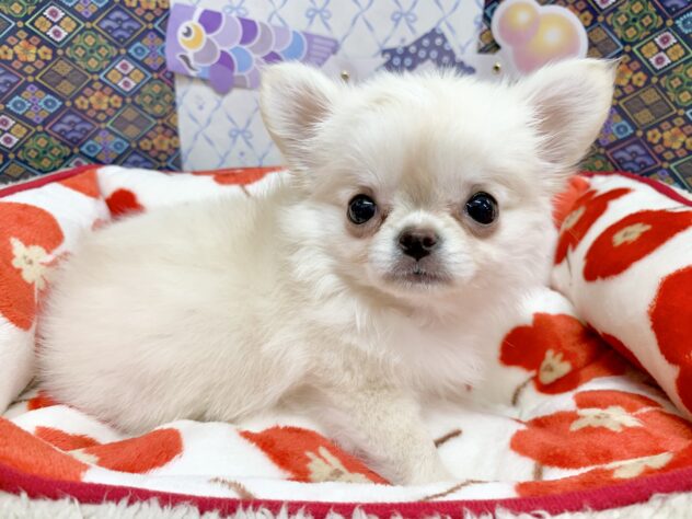 広島県のチワワ(ロング) (アミーゴ宇品店/2026年2月5日生まれ/女の子/クリーム)の子犬の3枚目の画像