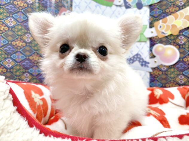 広島県のチワワ(ロング) (アミーゴ宇品店/2026年2月5日生まれ/女の子/クリーム)の子犬の2枚目の画像