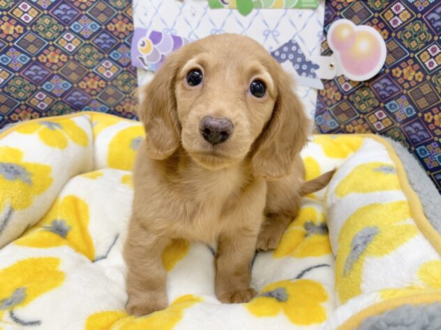 広島県のミニチュアダックスフンド(ロング) (アミーゴ宇品店/2026年2月7日生まれ/女の子/レッド)の子犬の1枚目の画像