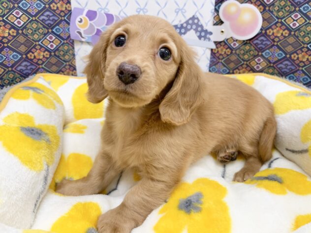 広島県のミニチュアダックスフンド(ロング) (アミーゴ宇品店/2026年2月7日生まれ/女の子/レッド)の子犬の3枚目の画像