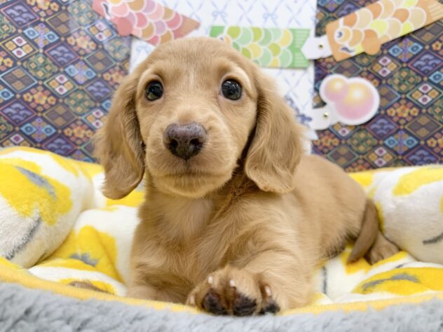 広島県のミニチュアダックスフンド(ロング) (アミーゴ宇品店/2026年2月7日生まれ/女の子/レッド)の子犬の2枚目の画像