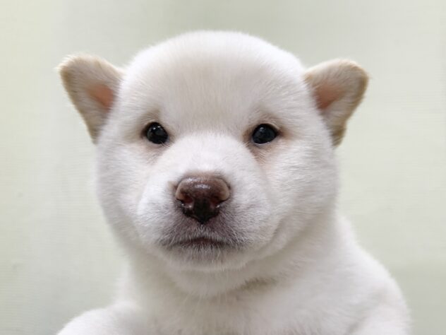 広島県の柴犬(標準サイズ) (アミーゴ宇品店/2026年2月11日生まれ/女の子/白)の子犬
