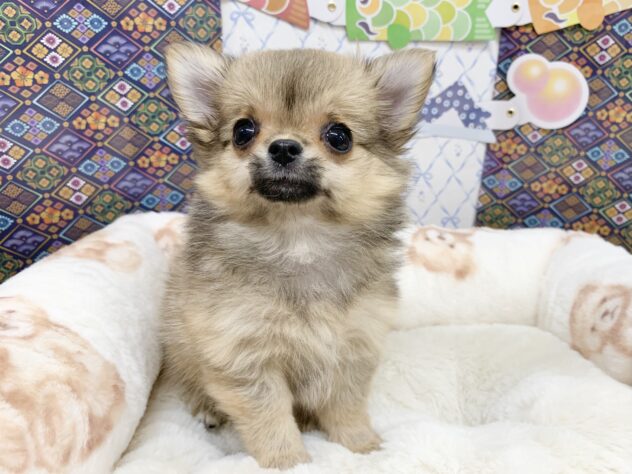 広島県のチワワ(ロング) (アミーゴ宇品店/2026年2月14日生まれ/女の子/レッド)の子犬の3枚目の画像