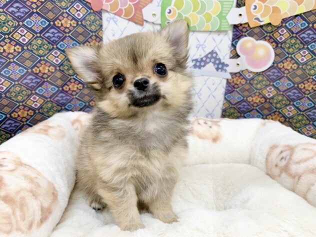 広島県のチワワ(ロング) (アミーゴ宇品店/2026年2月14日生まれ/女の子/レッド)の子犬の2枚目の画像