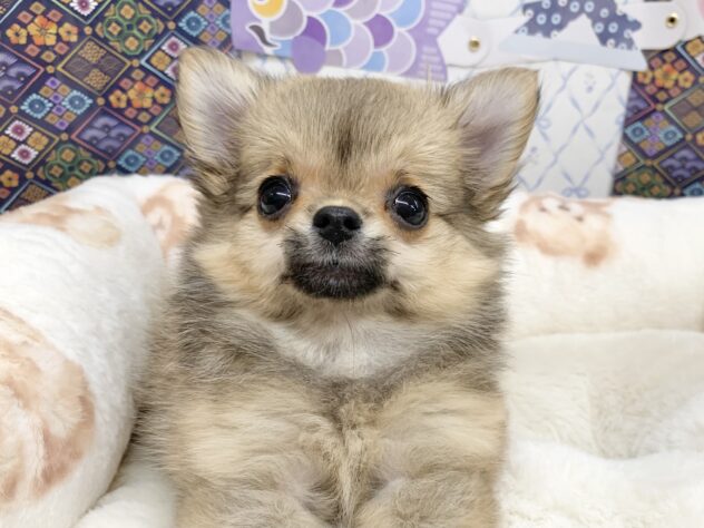 広島県のチワワ(ロング) (アミーゴ宇品店/2026年2月14日生まれ/女の子/レッド)の子犬の1枚目の画像