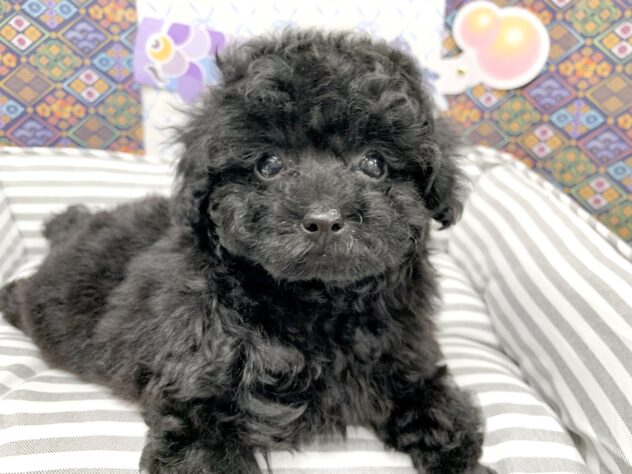 広島県のトイプードル(トイ) (アミーゴ宇品店/2026年2月15日生まれ/女の子/ブラック)の子犬の1枚目の画像