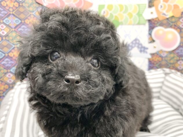 広島県のトイプードル(トイ) (アミーゴ宇品店/2026年2月15日生まれ/女の子/ブラック)の子犬の3枚目の画像
