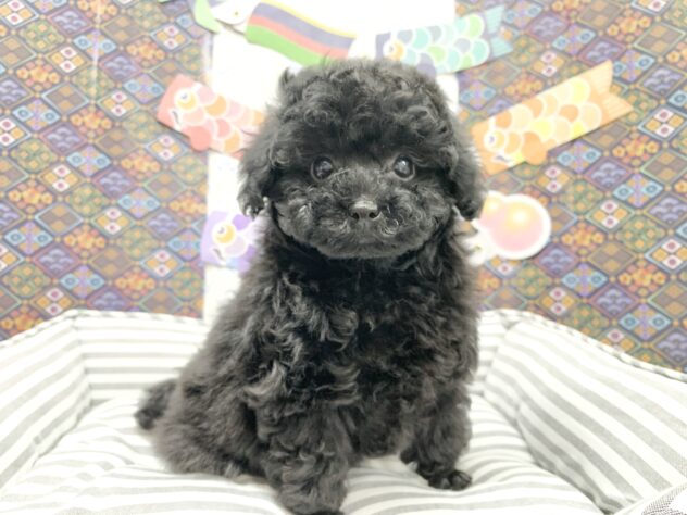 広島県のトイプードル(トイ) (アミーゴ宇品店/2026年2月15日生まれ/女の子/ブラック)の子犬の2枚目の画像