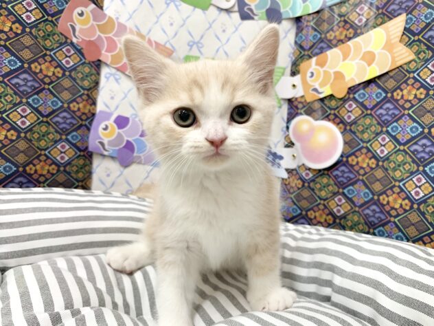 広島県のブリティッシュショートヘアー (アミーゴ宇品店/2026年2月20日生まれ/男の子/クリームタビーホワイト)の子猫