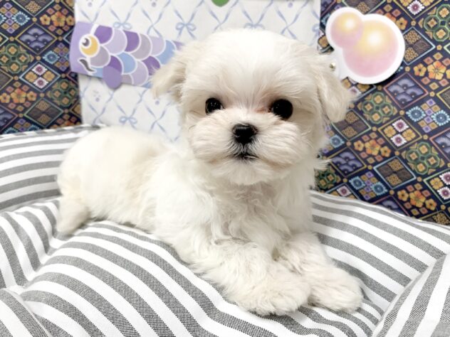 広島県のマルチーズ (アミーゴ宇品店/2026年2月21日生まれ/女の子/ホワイト)の子犬