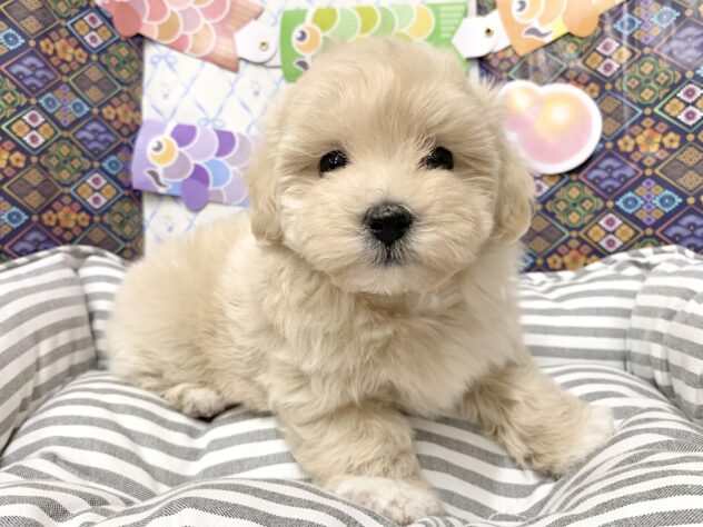 広島県のハーフ犬・ミックス犬 (アミーゴ宇品店/2026年2月20日生まれ/女の子/クリーム)の子犬