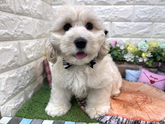 兵庫県のハーフ犬・ミックス犬 (ワンキャラット アミーゴ姫路花田店/2026年1月28日生まれ/男の子/クリーム)の子犬