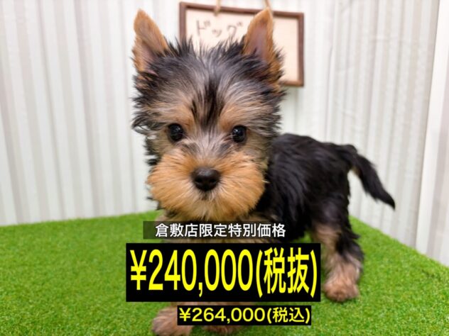 岡山県のヨークシャーテリア (アミーゴ倉敷店/2026年1月26日生まれ/女の子/スチールブルータン)の子犬の1枚目の画像