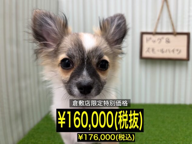 岡山県のチワワ(ロング) (アミーゴ倉敷店/2025年11月16日生まれ/男の子/レッドホワイト)の子犬の1枚目の画像