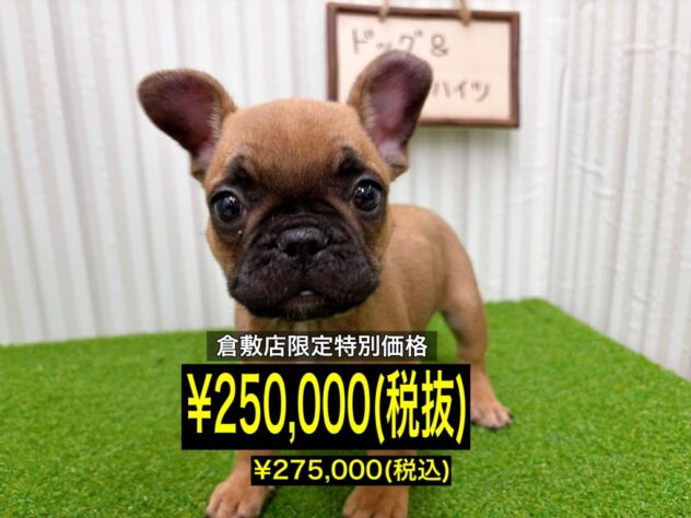 岡山県のフレンチブルドッグ (アミーゴ倉敷店/2026年1月20日生まれ/男の子/フォーン)の子犬の1枚目の画像