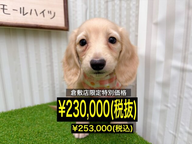 岡山県のミニチュアダックスフンド(ロング) (アミーゴ倉敷店/2026年1月19日生まれ/女の子/イエロー)の子犬の1枚目の画像