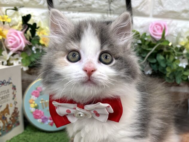 2026年2月8日生まれのサイベリアン