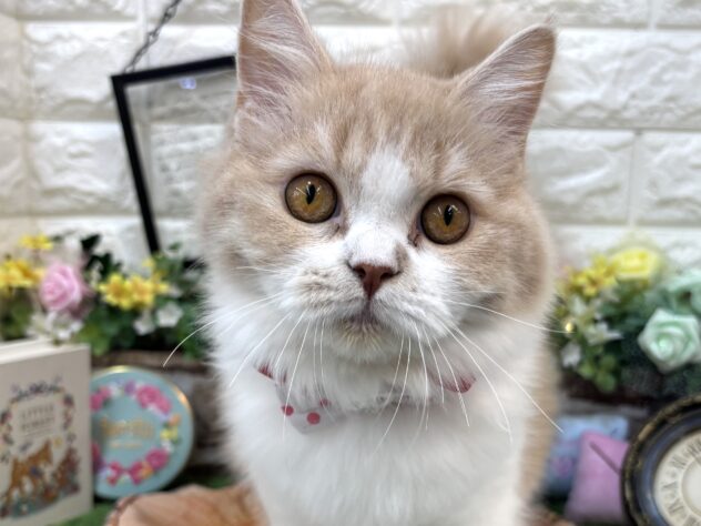 兵庫県のスコティッシュフォールド (ワンキャラット アミーゴ姫路花田店/2025年10月15日生まれ/女の子/クリームタビーホワイト)の子猫の1枚目の画像