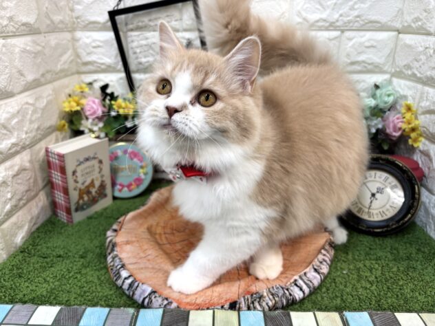兵庫県のスコティッシュフォールド (ワンキャラット アミーゴ姫路花田店/2025年10月15日生まれ/女の子/クリームタビーホワイト)の子猫の4枚目の画像