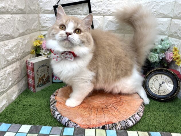 兵庫県のスコティッシュフォールド (ワンキャラット アミーゴ姫路花田店/2025年10月15日生まれ/女の子/クリームタビーホワイト)の子猫の3枚目の画像