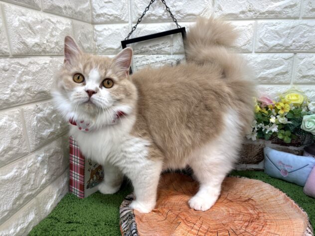 兵庫県のスコティッシュフォールド (ワンキャラット アミーゴ姫路花田店/2025年10月15日生まれ/女の子/クリームタビーホワイト)の子猫の2枚目の画像