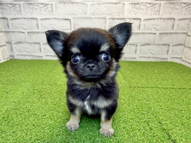 岡山県のチワワ(ロング) (アミーゴ妹尾店/2026年2月25日生まれ/男の子/ブラックタン)の子犬