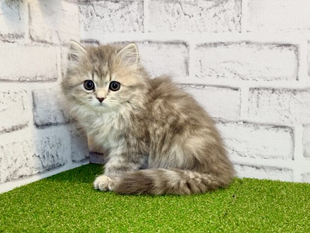 岡山県のミヌエット (アミーゴ妹尾店/2026年2月20日生まれ/女の子/ブルークリーム)の子猫