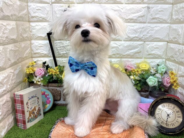 兵庫県のハーフ犬・ミックス犬 (ワンキャラット アミーゴ姫路花田店/2025年8月31日生まれ/男の子/ホワイト)の子犬の2枚目の画像