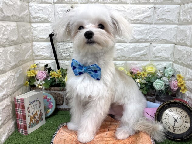 兵庫県のハーフ犬・ミックス犬 (ワンキャラット アミーゴ姫路花田店/2025年8月31日生まれ/男の子/ホワイト)の子犬の2枚目の画像