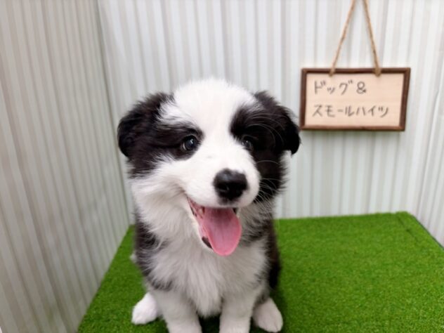 岡山県のボーダーコリー (アミーゴ倉敷店/2026年2月15日生まれ/女の子/ブラックホワイト)の子犬の2枚目の画像