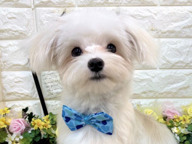 兵庫県のハーフ犬・ミックス犬 (ワンキャラット アミーゴ姫路花田店/2025年8月31日生まれ/男の子/ホワイト)の子犬の1枚目の画像