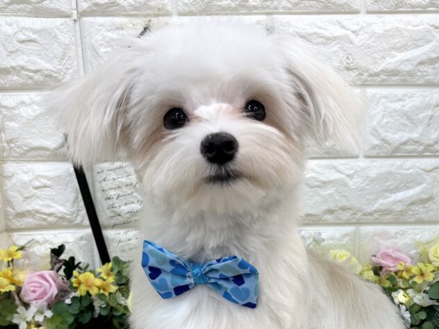 兵庫県のハーフ犬・ミックス犬 (ワンキャラット アミーゴ姫路花田店/2025年8月31日生まれ/男の子/ホワイト)の子犬の1枚目の画像