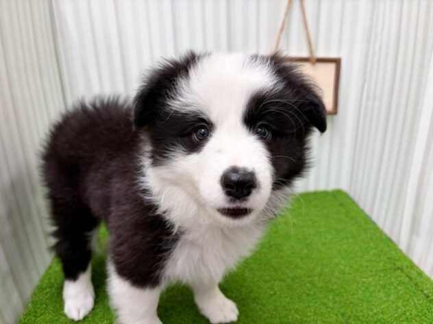 岡山県のボーダーコリー (アミーゴ倉敷店/2026年2月15日生まれ/女の子/ブラックホワイト)の子犬の3枚目の画像