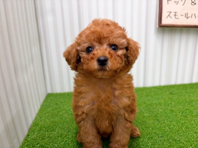 岡山県のトイプードル(トイ) (アミーゴ倉敷店/2026年2月14日生まれ/女の子/アプリコット)の子犬の2枚目の画像