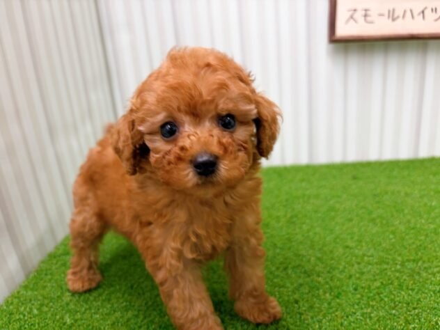岡山県のトイプードル(トイ) (アミーゴ倉敷店/2026年2月14日生まれ/女の子/アプリコット)の子犬の3枚目の画像