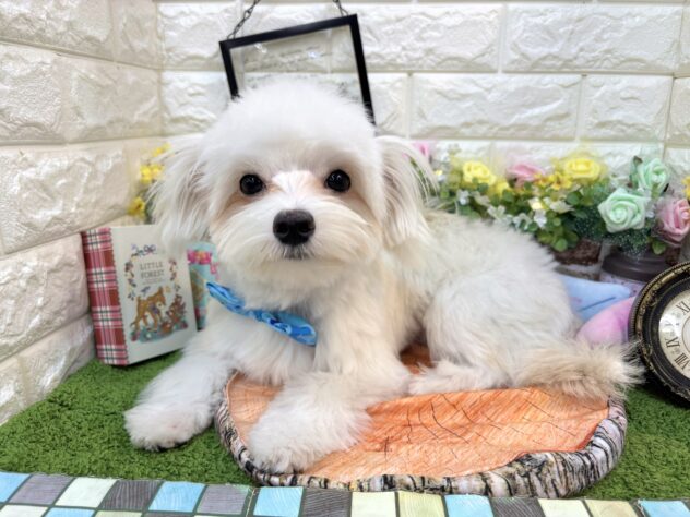 兵庫県のハーフ犬・ミックス犬 (ワンキャラット アミーゴ姫路花田店/2025年8月31日生まれ/男の子/ホワイト)の子犬の3枚目の画像