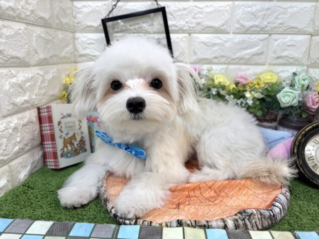 兵庫県のハーフ犬・ミックス犬 (ワンキャラット アミーゴ姫路花田店/2025年8月31日生まれ/男の子/ホワイト)の子犬の4枚目の画像